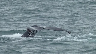 Chasing Humpback whales in Eyjafjörður, Akureyri