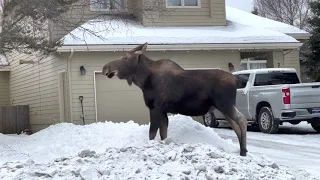 Moose in Alaska, Anchorage