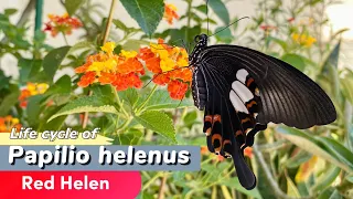 Butterfly life cycle of Papilio helenus ( Red Helen ) #butterfly #butterflylifecycle#nature #蝴蝶#蝴蝶生態