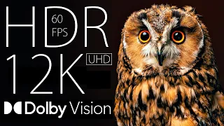 12k HDR 60fps Dolby Vision | Welcome to the Future