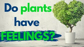 Do Plants Have Feelings?