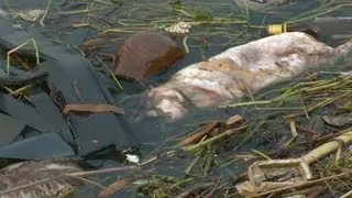 Thousands of dead pigs found in Shaghai, China