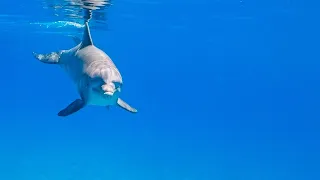 Bottlenose Dolphins in the Wild (with original sounds).