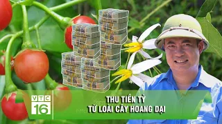 Người đàn ông thu tiền tỷ từ loài cây hoang dại | VTC16