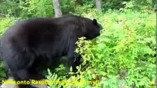 Lucky the Black Bear