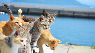 Too cute! Visiting Japan's Cat Island where Many Friendly Cats Live🐈🇯🇵 | Ogijima | Japan Travel