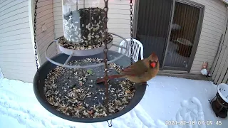 2024/02/18 - A female Northern Cardinal enjoys a big breakfast meal from the seed catch tray