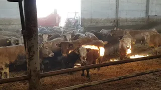 Лимузин, Герефорд, Симментал бычки на доращивание  Limousine, Hereford, Simmental rearing bulls