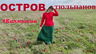 Калмыкия. Остров тюльпанов.