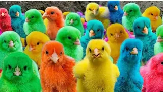 World Cute Chickens, Colorful Chickens,Rainbows Chickens, Cute Ducks, Cat,Rabbits,Cute Animals