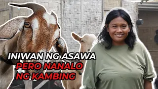 INIWAN NG ASAWA PERO NANALO NG KAMBING  | Barte Farm