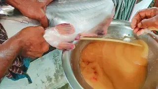 Pangasius Fish Breeding Proccess | Taking Eggs From Pangas Fish Hatchery