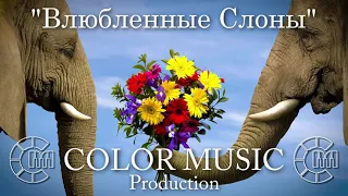 Влюбленные Слоны - COLOR MUSIC