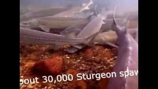 Lake Sturgeon by the 1000's in the St. Clair River