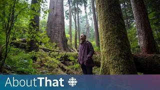 Fairy Creek: Inside the largest protest in Canadian history | About That