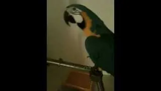 WTF Parrot.(попугай матерится)