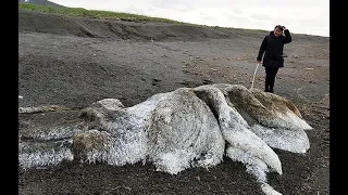 Huge Hairy Sea Monster Washes Up On The Shore Of The Bering Sea On The  Kamchatka Peninsula.