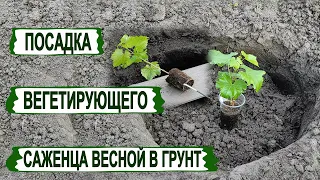 🍇 Избегай ЭТИХ ошибок! Посадка ВЕГЕТИРУЮЩЕГО САЖЕНЦА винограда в открытый грунт весной.