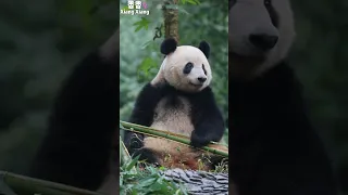 安静、优雅的香香大美女～【Panda：香香Xiang Xiang】