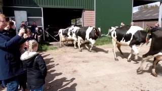 Koeiendans 2017 Heenvliet Cow Dance