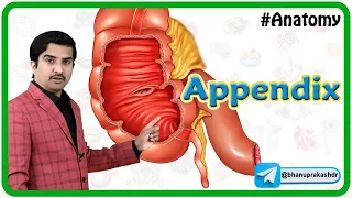 Animated Gross anatomy of Appendix: Position, Blood supply, Venous drainage, Nerve supply, Histology