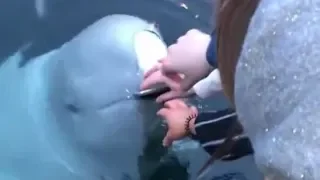 This Beluga Whale Brings Smartphone To These Visitors From Water