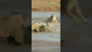 Lions Attack Crocodile Walking On Land/The Greatest Battle In TheAnimal Kingdom /#shorts #shortsfeed