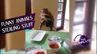 FUNNY ANIMALS STEALING STUFF COMPILATION