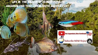 Life In The Amazon Ep.4: Popular Aquarium Fish That Live in South America Part 1