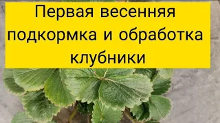 Первая весенняя подкормка и обработка клубники.