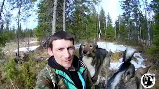 Одиночный поход в тайгу 2019. Избранное. Релакс.Single trip to Taiga