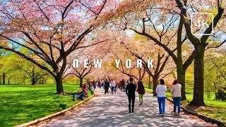 Most Beautiful SPRING🌸 in New York | Cherry Blossom in Central Park | Manhattan Walking Tour
