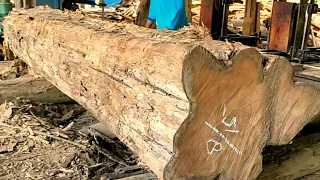 sawing teak trees from 8x15 blocks
