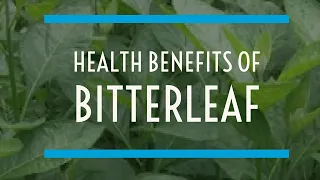 HEALTH BENEFITS OF BITTER LEAF