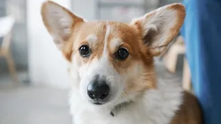 12 Hilarious Problems Every Corgi Owner Faces🐾🐾🐾