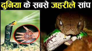 दुनिया के सबसे जहरीले साँप | Most Venomous Snake In The World | Jungle Inside