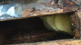 Ремонт вулика-колоди з бджолою, після атаки дятла. Repair of the beehive after the woodpecker.