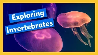 Exploring Invertebrates | Compilation