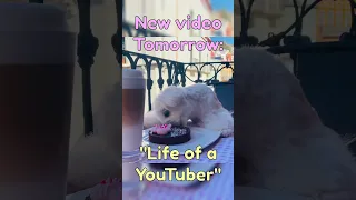 👀 Stay tuned ❤️ #dog #cute #funny #viral #shorts