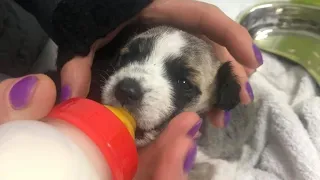 Tiny And Missing Mom, This 2 Week-Old Puppy Was Left In A Box Behind The Trash Bin At 2:00 AM...