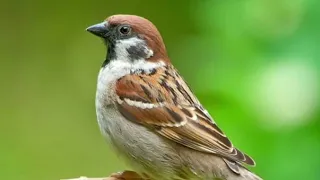 Звук воробья, пение воробья # sparrow sound