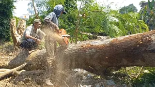 Luar biasa‼️‼️‼️proses yang cepat penebangan pohon Trembesi dengan mesin Husqvarna395xp dan Stihl070