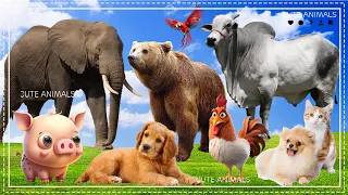 Happy Animal Moment, Familiar Animals Sounds: Elephant, Cat, Pig, Dog, Chicken - Animal Paradise