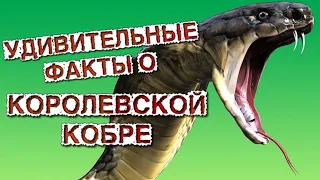 Королевская Кобра ! Удивительные факты о королевской кобре