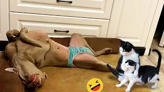 Try Not To Laugh Dogs And Cats 😁 - Best Funniest Animals Video 2024#33