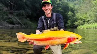 Best LURES and TACTICS to Catch The Biggest Trout - PA Trout Fishing (Secrets Revealed) Big Palomino