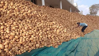 Modern Potato Agriculture Potato Farming & Potato Harvesting Potato Cultivation Potato Processing