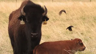 Wanuskewin Baby Bison May 24 2021