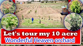 let's tour wonderful heaven 10acres orchard