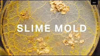 What self-driving cars can learn from brainless slime mold